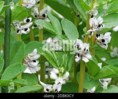 Broad bean plants 'Witkiem Manita' in flower in early summer in English domestic garden