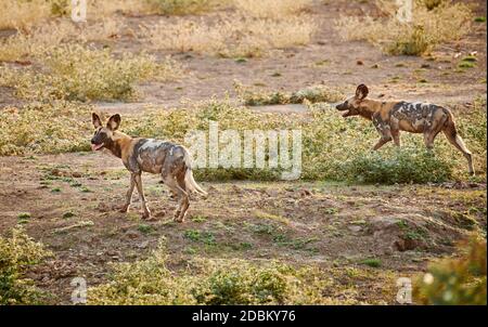 hunting pack of African wild dog (Lycaon pictus) or painted dog, South Luangwa National Park, Mfuwe, Zambia, Africa Stock Photo