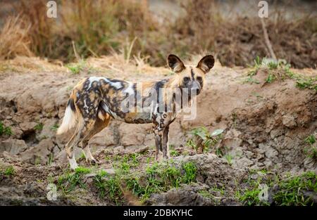 pack of African wild dog (Lycaon pictus) or painted dog, South Luangwa National Park, Mfuwe, Zambia, Africa
