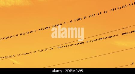 Birds on a wire. Crows or rook sitting in a row on a wire at sunset Stock Photo
