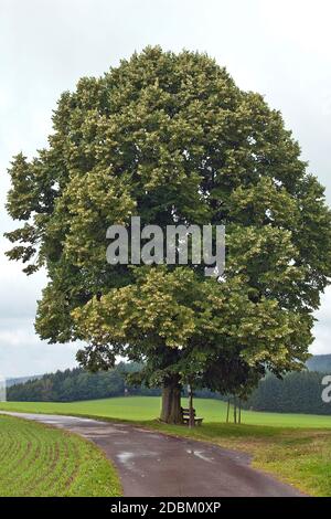 Marter-Linde, Winter-Linde  (Tilia cordata) Stock Photo