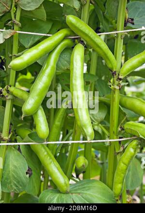 Crop of ready to harvest broad beans pods 'Witkiem Manita' growing in English domestic garden Stock Photo