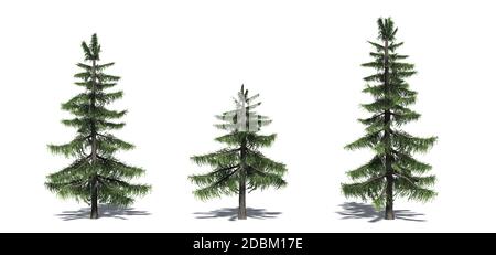 Set of conifer trees - Bald Cypress - isolated on a white background Stock Photo