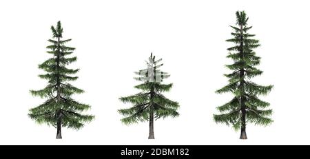 Set of conifer trees - Bald Cypress - isolated on a white background Stock Photo