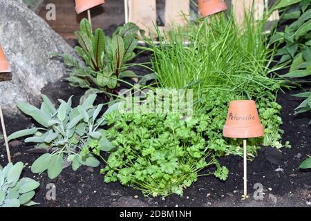 Parsley Herbs Stock Photo