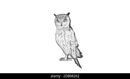 Pencil drawing - Owl - isolated on white background Stock Photo