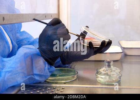 Gloved Hand of a Technician or scientist working with petri dish in microbiology laboratory. Bacterial Culture Media. Microbiologist. Bacteria. Stock Photo
