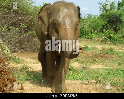 Young tusker after a mud wallow. The Sri Lankan elephant is one of three recognized subspecies of the Asian elephant, and native to Sri Lanka. Uda Walawe National Park. Stock Photo