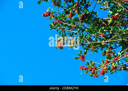 Ripe red holly berries on  holly tree branches (ilex aquifolium) in autumn November and blue sky copy space in Carmarthenshire Wales UK  KATHY DEWITT Stock Photo