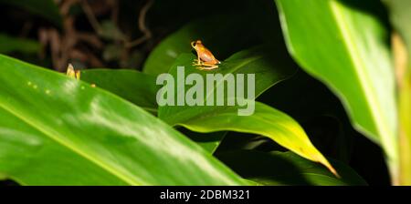 The small orange frog is sitting on a leaf Stock Photo
