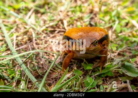 One large orange frog is sitting in the grass Stock Photo