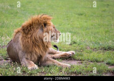 One big lion lies in the grass in the savanna of Kenya Stock Photo