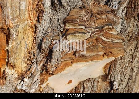 Brown and cracked polypore bracket fungus growing out of the side of a decaying tree trunk with no background. Stock Photo