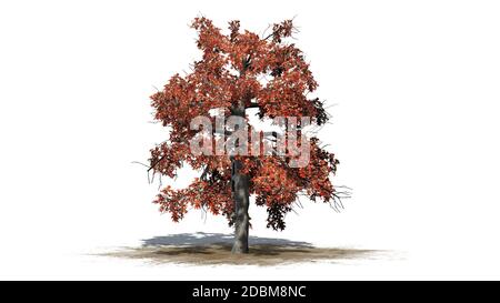 single Black Gum tree in the autumn on a sand area - isolated on white background Stock Photo