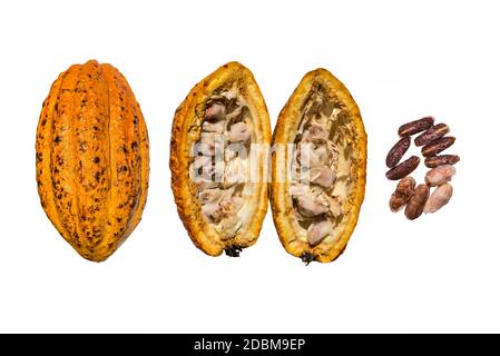 Creative layout made of fresh cacao fruit, cacao fruit cut in half, unpeeled cacao beans and cacao nibs with half sliced on the white background. Flat Stock Photo