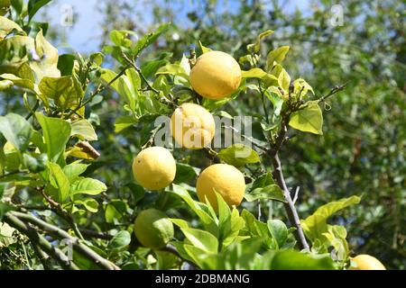 yellow lemons at the lemon tree, Province of Alicante, Costa Blanca, spain Stock Photo