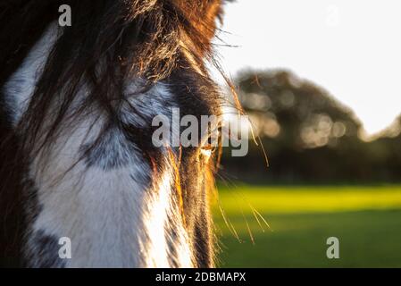 Horses in a field under the approach to London Heathrow Airport, UK, on a bright autumn morning. Warm early light. Dawn sunrise. Long forelocks horse Stock Photo