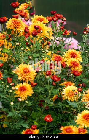 Bushes with yellow-orange flowers of chrysanthemums in the garden in autumn Stock Photo