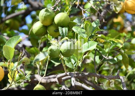yellow lemons at the lemon tree, Province of Alicante, Costa Blanca, spain Stock Photo