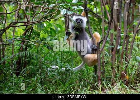 One Sifaka Lemur in the rainforest on the island of Madagascar Stock Photo