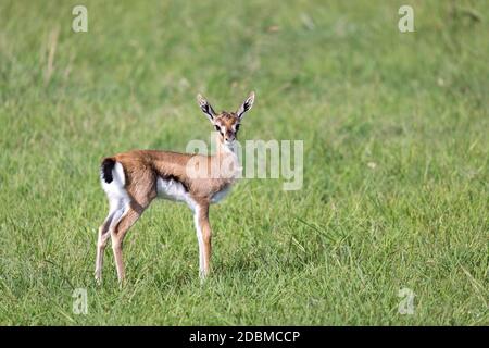 One very young Thomson Gazelle in the Kenyan grass landscape Stock Photo