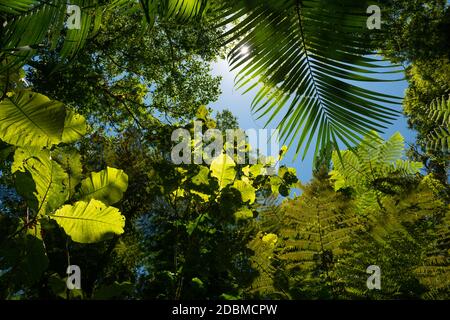 Atlantic Rainforest lush vegetation seen from inside the forest Stock Photo