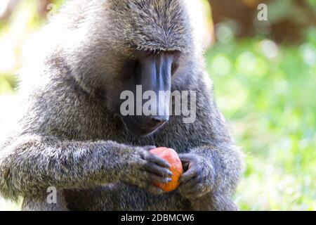 One big monkey plays with an apple