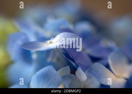 Wa18169-00...WASHINGTON - Hydrangea Stock Photo