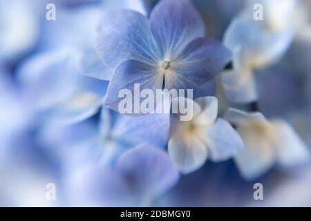 WA18172-00...WASHINGTON - Hydrangea shot with a Lensbaby Sweet Spot 50. Stock Photo