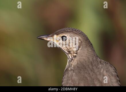 Song Thrush (Turdus philomelos) close-up of adult, with small tick near eye  Eccles-on-Sea, Norfolk, UK     November Stock Photo