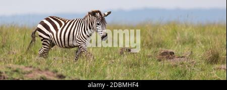 The Zebra family grazes in the savanna in close proximity to other animals Stock Photo