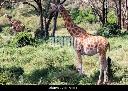 Some giraffes between the acacia trees in the savannah of Kenya Stock Photo