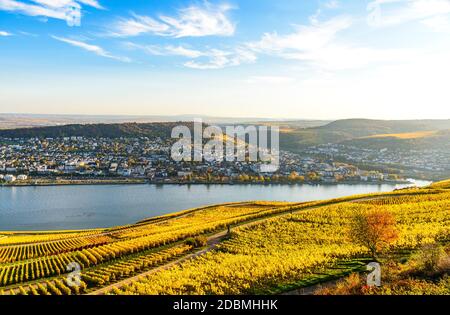 Rudesheim am Rhein, Hesse, Germany. Upper middle Rhine river valley (Mittelrhein), colorful vineyards,   yellow autumn, blue sky. Panorama view on Bin Stock Photo