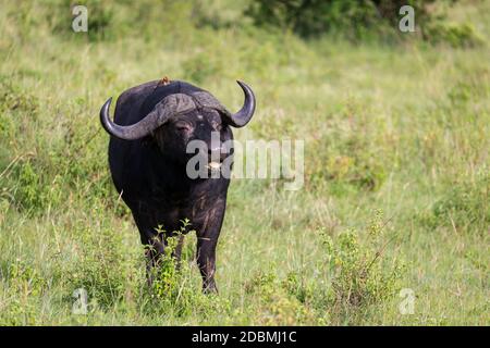 Some big Buffalos are standing in the grass and grazing in the savannah of Kenya Stock Photo