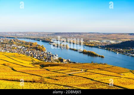 Rudesheim am Rhein in upper middle Rhine river valley (Mittelrhein), colorful vineyards,   yellow autumn, blue sky. Panorama view. Hesse, Germany Stock Photo