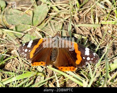 red Admiral on a meadow in Germany Stock Photo