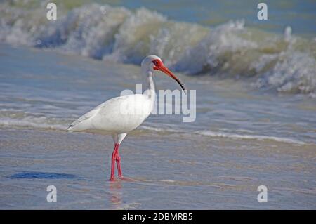 White Ibis (Eudocimus albus), Sanibel Island, FL Stock Photo