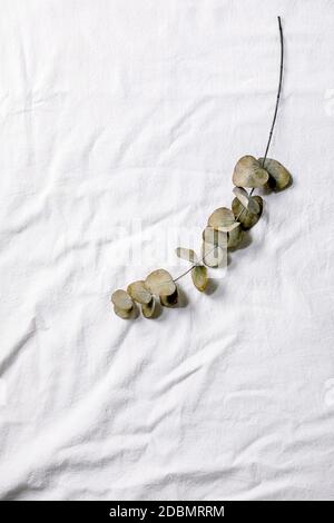 Eucalyptus branch over white textile background. Flat lay Stock Photo