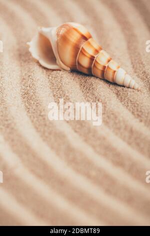 Long seashell lie on the dunes. With place for design, text place. Clouse up. Stock Photo