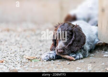 portrait of dog English Cocker Spaniel portrait of dog English Cocker Spaniel puppy in puppies playground on breeding station.el puppy in pupies playg Stock Photo