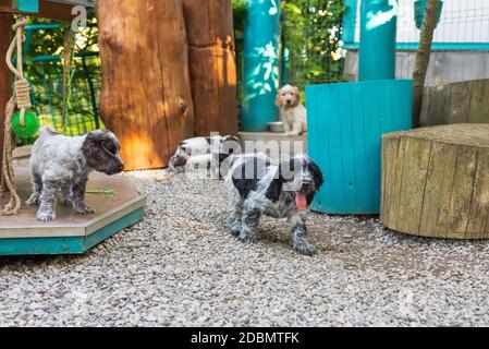 portrait of dog English Cocker Spaniel portrait of dog English Cocker Spaniel puppy in puppies playground on breeding station.el puppy in pupies playg Stock Photo