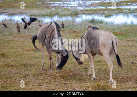 Antelopes are fighting, Gnu, on safari in Kenya Stock Photo