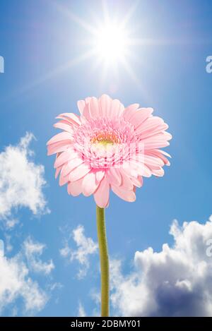 single pink gerbera flower upright against the sunny sky Stock Photo