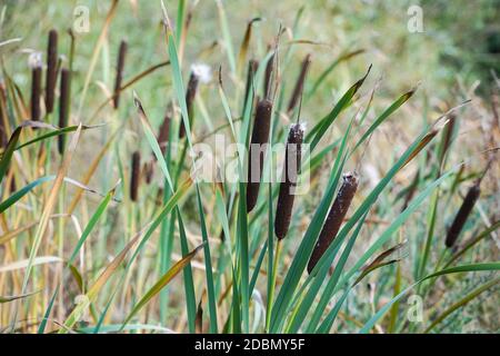 Cattail or bulrush growing on riverbank Stock Photo