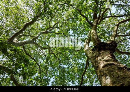 Branches of London planes full of green leaves Stock Photo