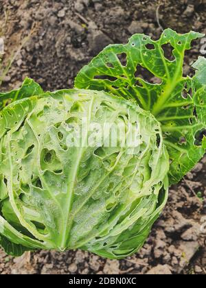 Cabbage leaves eaten by slugs parasite spoils harvest. Vertical orientation Stock Photo