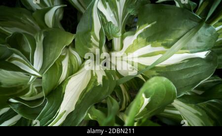 An ornamental plant with bright green and white leaves-Hosta undulata mediovariegata for landscaping and design of gardens and parks. The texture of g Stock Photo