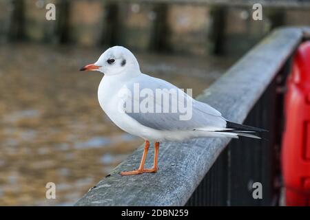Common gull perching on a river fence Stock Photo