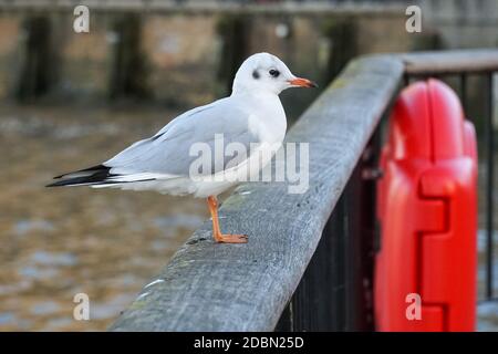 Common gull perching on a river fence Stock Photo