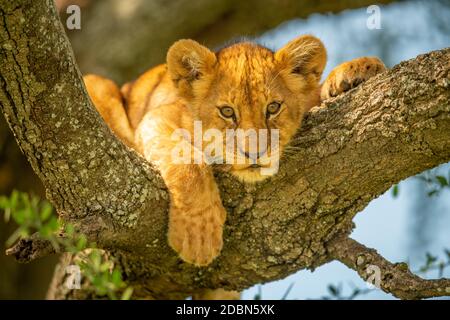 Lion cub lies on branch looking down Stock Photo